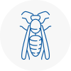 Wadhurst Wasp Nest Removal